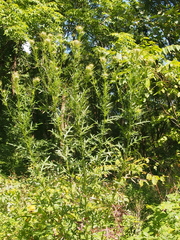 Cirsium discolor