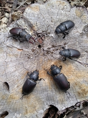 Lucanus cervus