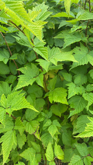 Rubus spectabilis
