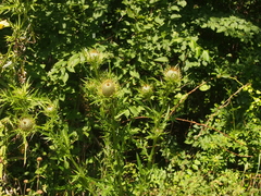 Cirsium discolor