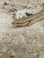 Podarcis siculus