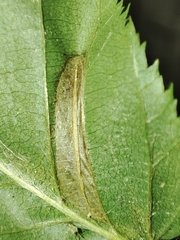 Phyllonorycter tenerella