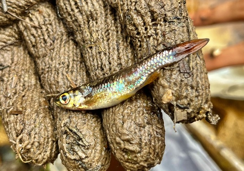 Porthole rasbora (Rasbora cephalotaenia) — Cyprinidae — 3