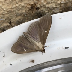 Cydalima perspectalis