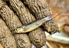 Rasbora cephalotaenia