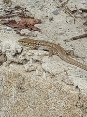 Podarcis siculus