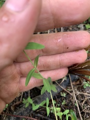 Hypericum canadense