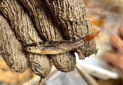 Rasbora cephalotaenia