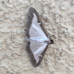 Cydalima perspectalis