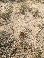 Lycaena phlaeas