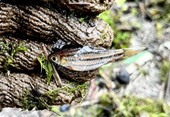 Desmopuntius johorensis