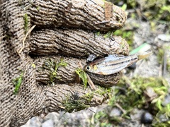 Desmopuntius johorensis