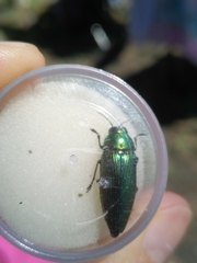Eurythyrea micans