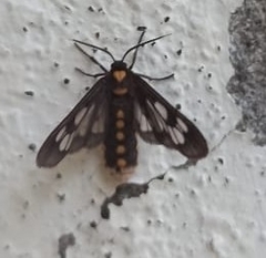 Eressa confinis