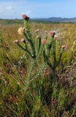 Leucospermum truncatulum