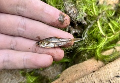 Desmopuntius johorensis