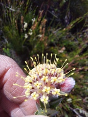 Leucospermum truncatulum