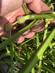 Sparganium americanum