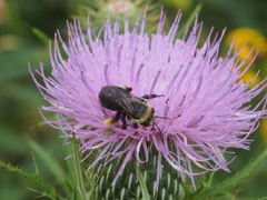 Melissodes desponsus