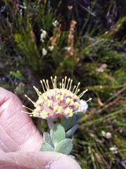 Leucospermum truncatulum