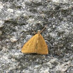 Sitochroa verticalis