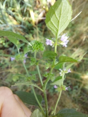 Mentha arvensis