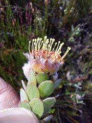 Leucospermum truncatulum