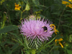 Melissodes desponsus