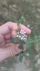 Origanum vulgare