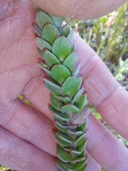 Leucospermum truncatulum