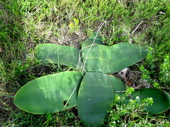 Brunsvigia orientalis