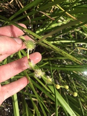 Sparganium americanum