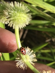 Coleomegilla maculata