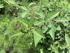 Sida rhombifolia