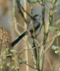 Aegithalos caudatus