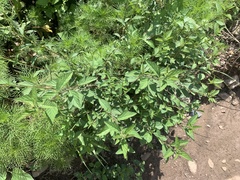 Sida rhombifolia