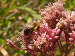 Eutrochium maculatum