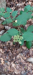Hydrangea arborescens