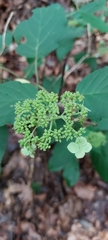 Hydrangea arborescens