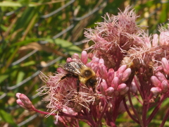Eutrochium maculatum