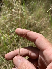 Panicum