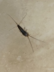 Ctenolepisma longicaudatum