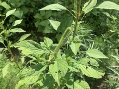 Amaranthus palmeri