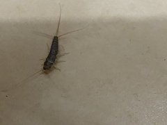 Ctenolepisma longicaudatum