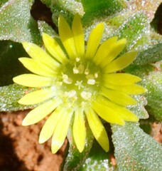 Cleretum papulosum