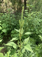 Amaranthus palmeri