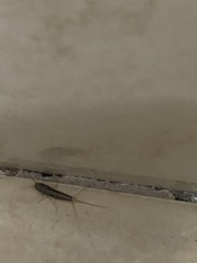 Ctenolepisma longicaudatum