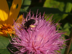 Melissodes desponsus