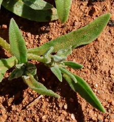 Cleretum papulosum