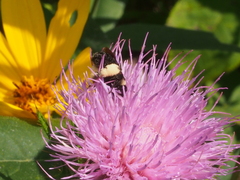 Melissodes desponsus